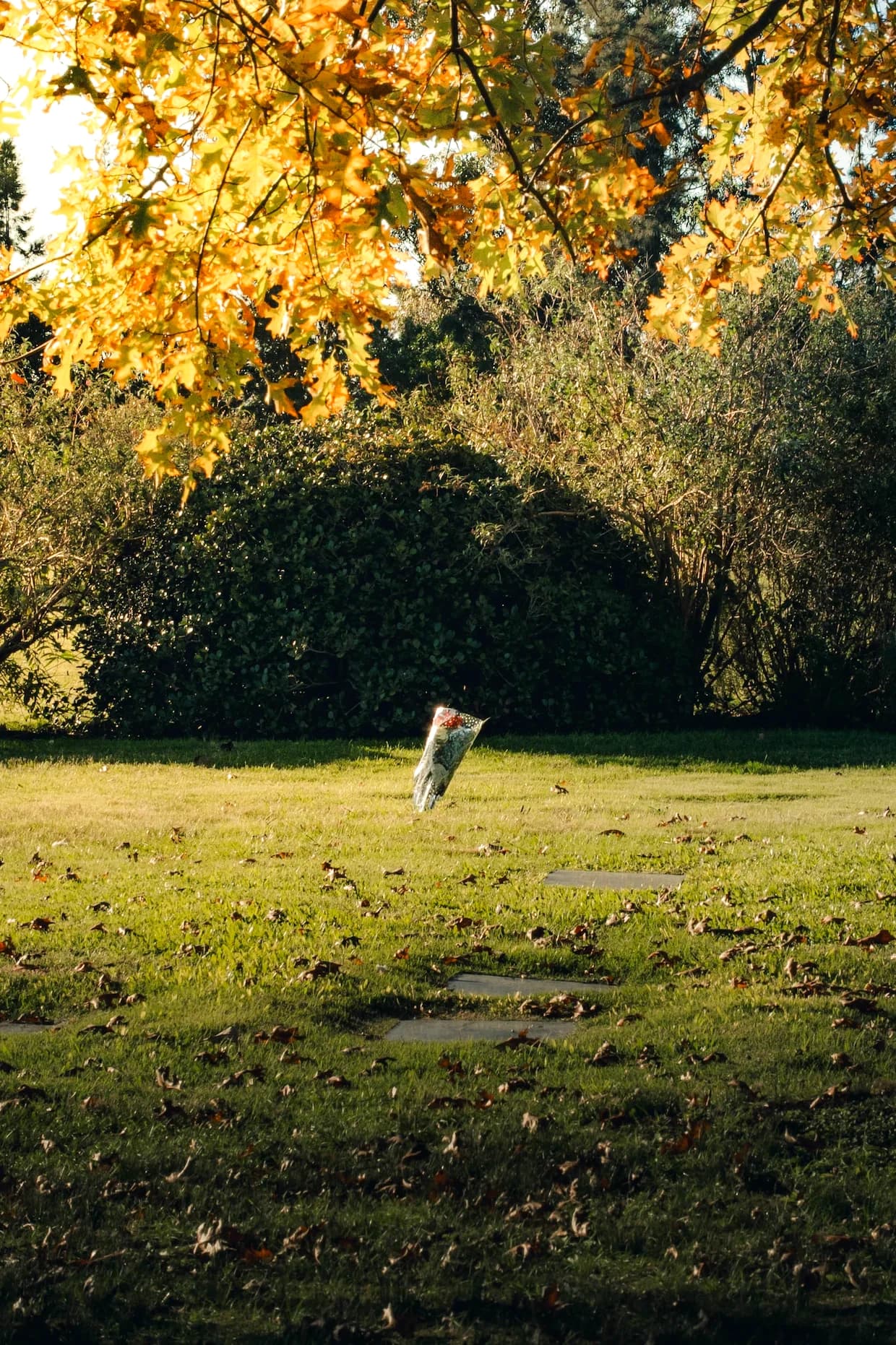 Jardines del parque